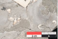 Foto (Detailansicht) von Sophora europaea Unger (NHMW-GEO-2024-0188-8044)